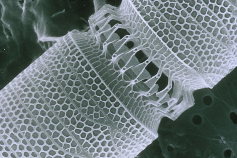 Nanotubo