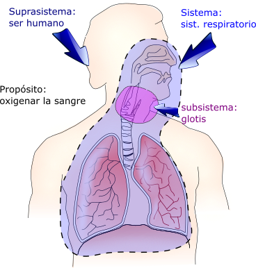 Sistema respiratorio humano visto como sistema.