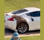 Vaizdo įrašas: šio automobilio savininkas tikrai turi tikrą problemą su bitėmis