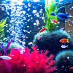 Wat betekent het om van aquaria te dromen?