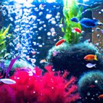 Que signifie rêver d'aquariums ?