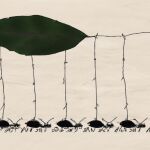 What does it mean to dream of ants?